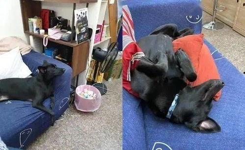 吃瓜抢沙发的视频,抢沙发一触即发，吃瓜群众狂欢现场