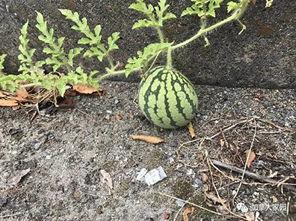 吃瓜视频找不到瓜怎么办,揭秘吃瓜视频无瓜之谜