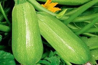 茭瓜蒸熟吃视频教程,茭瓜蒸熟吃，简单易学教程