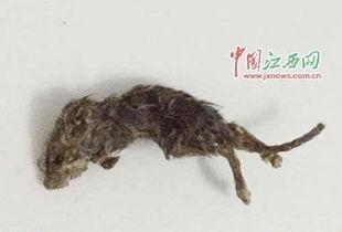 变异老鼠吃瓜视频大全下载,奇趣瞬间尽收眼底