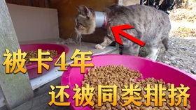 宣传吃瓜的视频大全,揭秘娱乐圈幕后故事