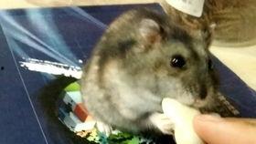 米奇吃瓜的视频,趣味视频背后的故事