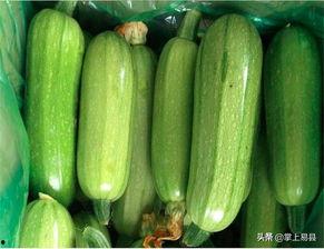 瓜哥吃西葫芦视频,瓜哥教你轻松烹饪美味西葫芦