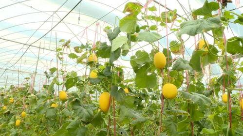 金香吃瓜最新视频下载安装,下载安装攻略全解析