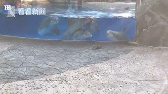 海豚吃瓜视频大全,萌动全网的海洋萌物美食大赏