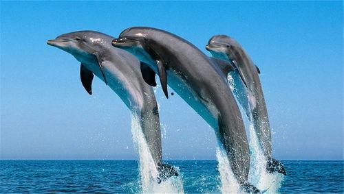 海豚吃瓜视频大全,萌动全网的海洋萌物美食大赏