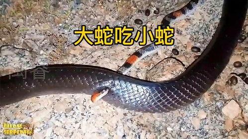 辛安小蛇吃瓜视频播放,揭秘娱乐圈幕后故事