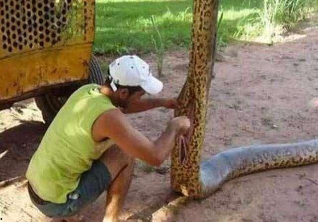 辛安小蛇吃瓜视频播放,揭秘娱乐圈幕后故事