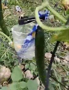 泉州地区吃瓜事件视频曝光,揭秘背后真相