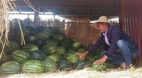 四川吃瓜群众吃瓜视频播放,揭秘吃瓜视频的火爆背后