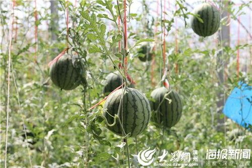 广西巴马吃瓜事件视频曝光,广西巴马“神秘吃瓜事件”视频曝光引发热议