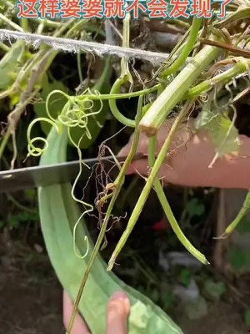 吃蛇瓜搞笑视频大全播放,搞笑视频盛宴，笑料横生！