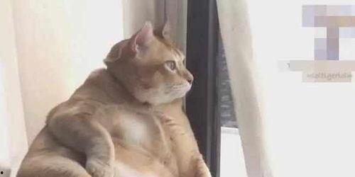 电影大猫吃瓜视频全集,揭秘动物界的趣味奇观