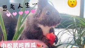 吧唧吃瓜视频完整,一场视觉盛宴的狂欢之旅