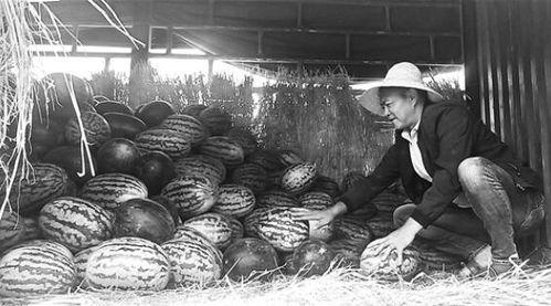 稠州吃瓜群众事件视频最新,一场网络舆论的风暴与反思