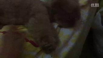 很吓人的吃瓜视频,揭秘那些令人毛骨悚然的吃瓜视频真相