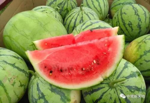 今日新疆吃瓜事件视频,一场网络热议背后的真相与反思