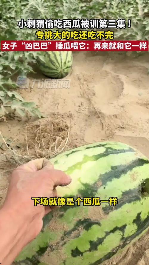 今日新疆吃瓜事件视频,一场网络热议背后的真相与反思