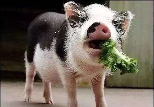 吃瓜小猪特效怎么做的视频,跟随视频学习特效制作技巧