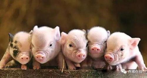 吃瓜小猪特效怎么做的视频,跟随视频学习特效制作技巧