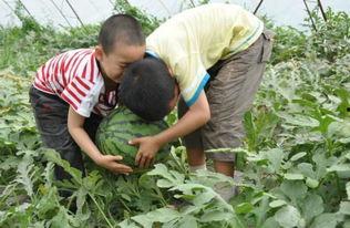 伊犁吃瓜事件视频播放,一场网络热议的瓜田奇谈