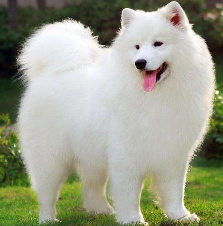 白狗吃哈密瓜视频大全,萌宠美食瞬间大盘点