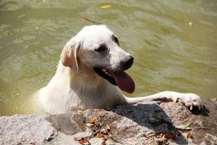 白狗吃哈密瓜视频大全,萌宠美食瞬间大盘点