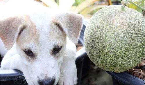 白狗吃哈密瓜视频大全,萌宠美食瞬间大盘点