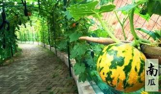 画饼吃瓜摸鱼视频,揭秘网络短视频背后的趣味与思考