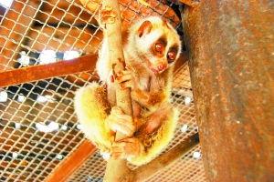 小怪兽吃瓜视频全集下载,揭秘瓜界奇闻异事