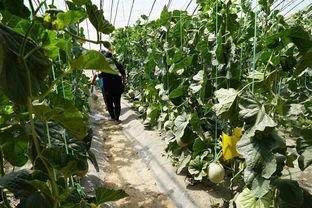 群众早上吃瓜视频