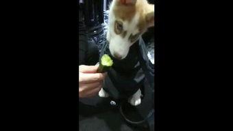 狗狗吃瓜放屁视频,网友直呼可爱到爆