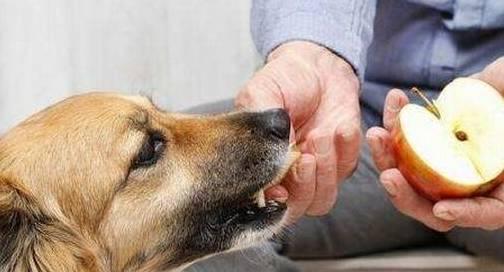 狗狗吃瓜放屁视频,网友直呼可爱到爆