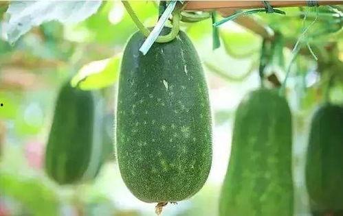 吃瓜解暑视频全集,吃瓜解暑视频全集大揭秘