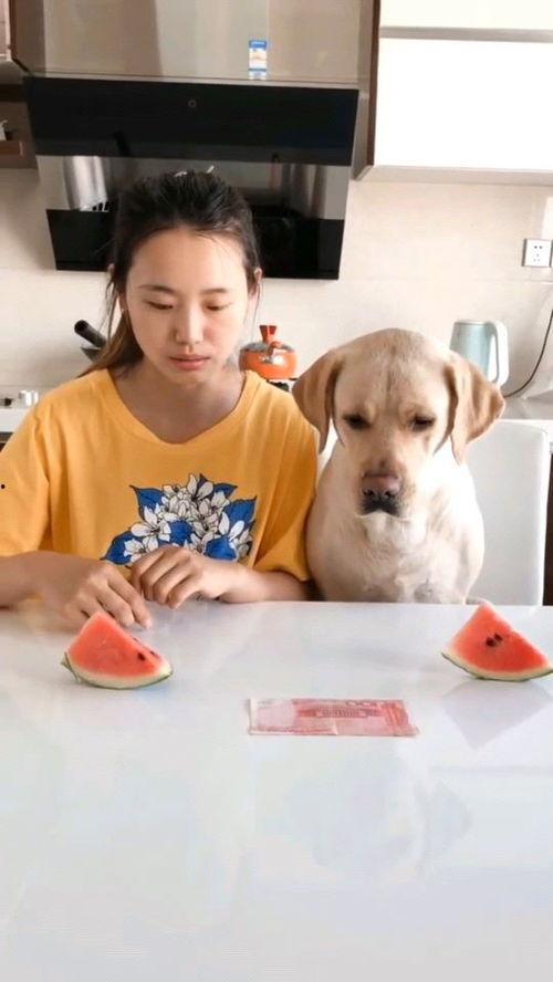 马虎吃瓜的视频大全