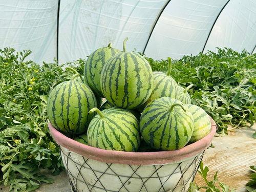 吃瓜网都是在哪里看视频的,吃瓜网友都在这些平台畅享视频盛宴