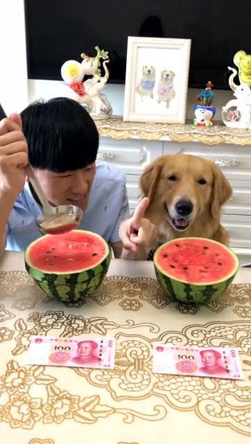 金毛阿妹吃瓜视频,萌宠美食瞬间，萌态可掬引网友热议