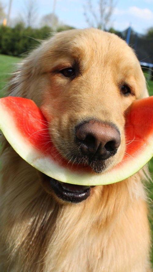 金毛阿妹吃瓜视频,萌宠美食瞬间，萌态可掬引网友热议