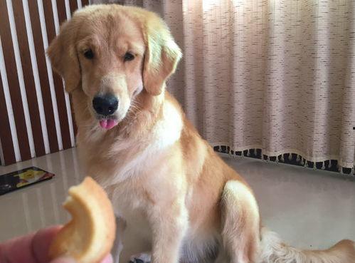 金毛阿妹吃瓜视频,萌宠美食瞬间，萌态可掬引网友热议