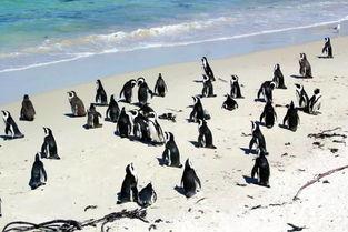 澳大利亚群众吃瓜视频,欢乐氛围下的美食盛宴