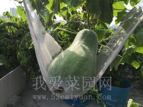 天热吃瓜的视频,跟着视频学吃瓜，清凉一夏！