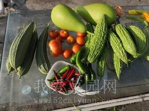 天热吃瓜的视频,跟着视频学吃瓜，清凉一夏！