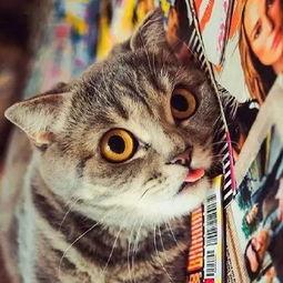 妖猫吃瓜群众视频,揭秘网络热传视频背后的故事