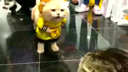 妖猫吃瓜群众视频,揭秘网络热传视频背后的故事