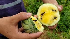 吃瓜有关的小视频大全,吃瓜小视频大盘点，笑料百出，趣味十足！