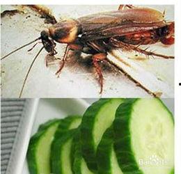 吃瓜有关的小视频大全,吃瓜小视频大盘点，笑料百出，趣味十足！