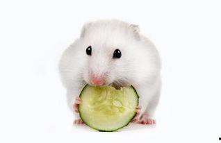 小仓鼠吃瓜的视频,萌宠小仓鼠欢乐吃瓜瞬间