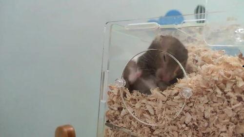 小仓鼠吃瓜的视频,萌宠小仓鼠欢乐吃瓜瞬间