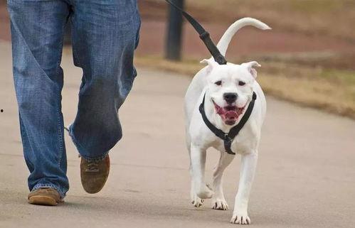 吃瓜看戏遛狗视频大全,吃瓜看戏遛狗，尽享欢乐时光