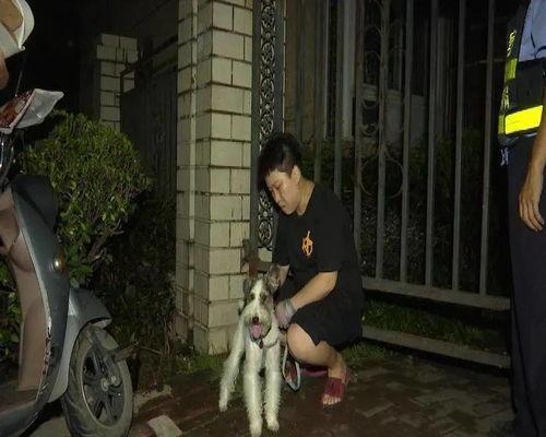 吃瓜看戏遛狗视频大全,吃瓜看戏遛狗，尽享欢乐时光